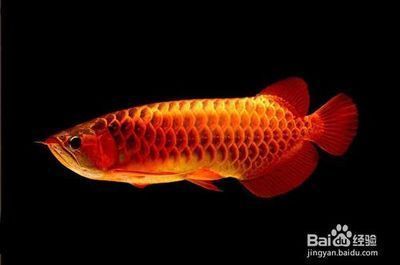 寬身龍魚和窄身龍魚的區別在哪：寬身龍魚和窄身龍魚的區別