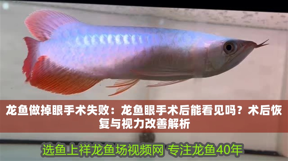 龍魚做掉眼手術失敗：龍魚眼手術后能看見嗎？術后恢復與視力改善解析