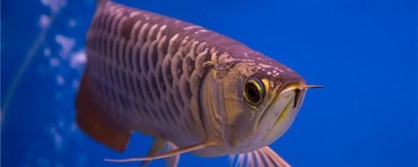 龍魚不吃食有什么絕招：如何判斷龍魚是否消化不良，龍魚厭食怎么變換食物，龍魚環境壓力緩解方法