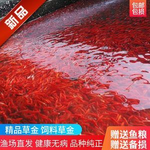 龍魚飼養方式對于魚的健康和長壽至關重要，龍魚飼養建議：關于龍魚喂飼料好還是喂魚好的討論