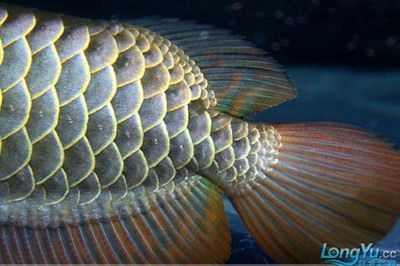 龍魚顏色價(jià)格大全：龍魚的顏色與價(jià)格的關(guān)系