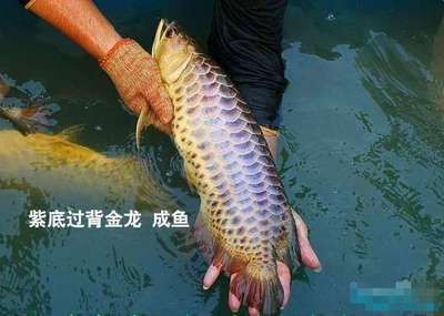 龍魚顏色價(jià)格大全：龍魚的顏色與價(jià)格的關(guān)系