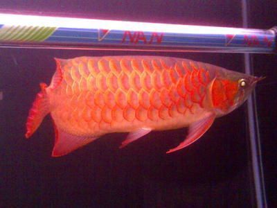 紅龍魚火焰尾好不好：如何辨別高品質紅龍魚火焰尾