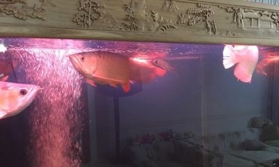 北京紅龍魚紅龍魚市場、紅龍魚市場、福麗特觀賞魚市場等地：關于北京紅龍魚的一些信息 北京紅龍魚紅龍魚市場、紅龍魚市場、福麗特觀賞魚市場等地：關于北京紅龍魚的一些信息 龍魚百科 第3張