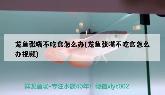 龍魚張嘴不吃食：龍魚不吃食物怎么辦