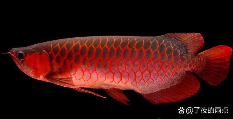 龍魚品種級別排名
