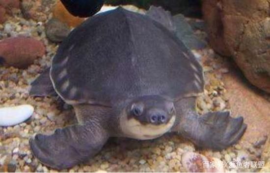龍魚一直在水面抬頭游動：龍魚一直在水面抬頭游動可能是由于多種原因引起的