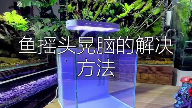 龍魚甩頭如何自我緩解？