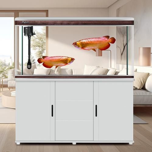 玉石金龍魚放在哪里比較好養(yǎng)活