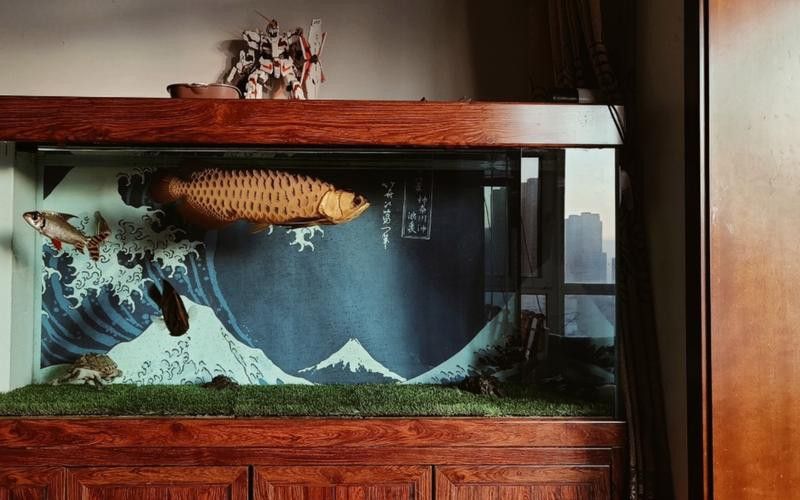 玉石金龍魚放在哪里比較好養(yǎng)活