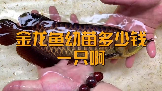 金龍魚苗價(jià)格多少錢一條啊