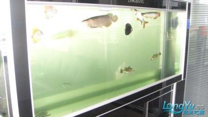 綠水養(yǎng)龍魚好嗎，綠水養(yǎng)龍魚好嗎怎么養(yǎng)龍魚好嗎：綠水養(yǎng)龍魚好嗎 綠水養(yǎng)龍魚好嗎，綠水養(yǎng)龍魚好嗎怎么養(yǎng)龍魚好嗎：綠水養(yǎng)龍魚好嗎 龍魚百科 第3張