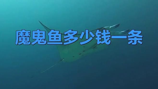 魔鬼魚市場價(jià)一斤多少錢