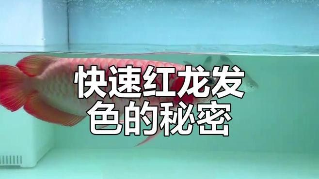 龍魚發色用什么燈好呢 龍魚發色用什么燈好呢 龍魚百科 第1張