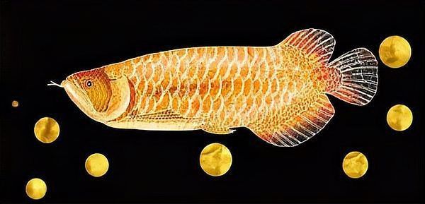 賽級龍魚為何禁養
