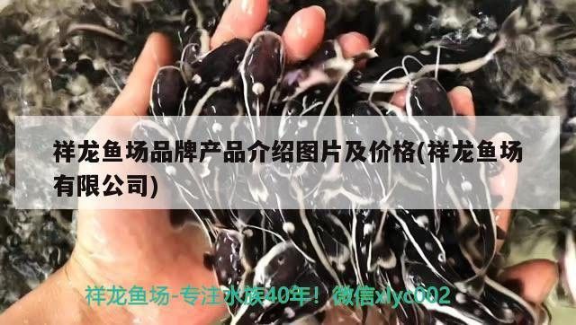 祥龍魚場的產品體系包括哪些？ 祥龍魚場的產品體系包括哪些？ 龍魚百科 第3張