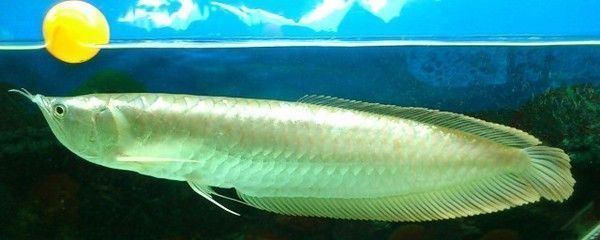 龍魚好幾天不吃東西能餓死嗎為什么：如何判斷龍魚是否能夠餓死