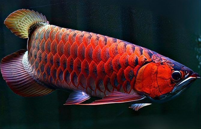 紅龍魚兜嘴的原因