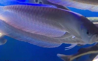 銀龍魚白點病用什么藥（治療銀龍魚白點病的幾種藥物）