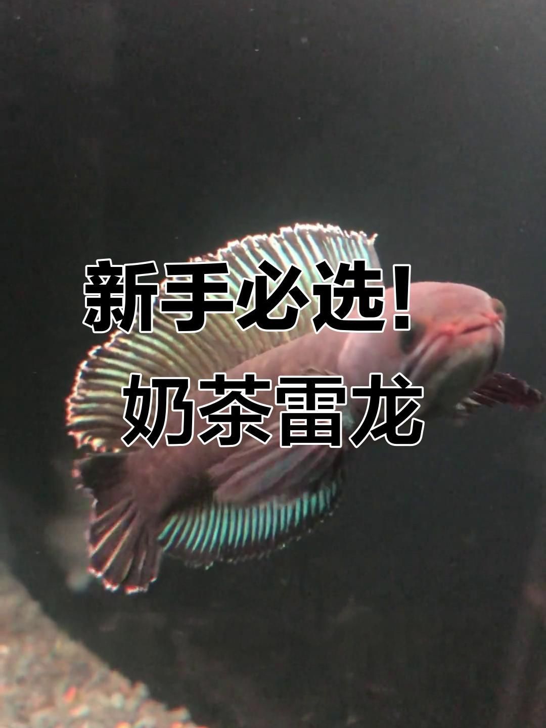 奶茶雷龍