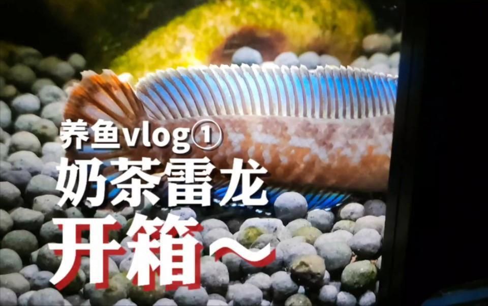 奶茶雷龍