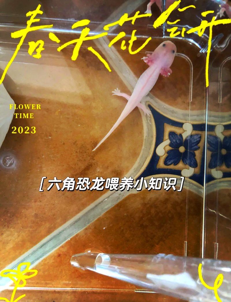 六角恐龍魚為什么不吃紅蟲