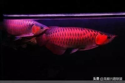 金龍魚是哪個集團的（金龍魚是哪個集團的品牌）