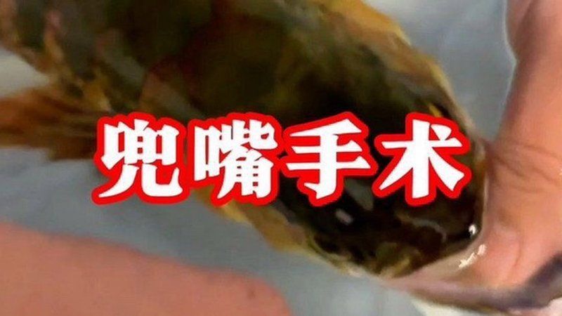龍魚鱗片潰爛手術風險大嗎? 龍魚百科 第6張 龍魚鱗片潰爛手術風險大嗎? 龍魚鱗片潰爛手術風險大嗎? 龍魚百科 第6張