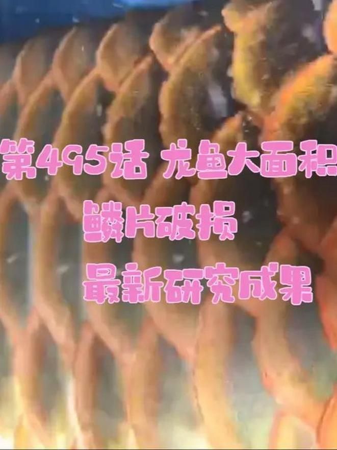 龍魚鱗片潰爛手術風險大嗎? 龍魚百科 第8張 龍魚鱗片潰爛手術風險大嗎? 龍魚鱗片潰爛手術風險大嗎? 龍魚百科 第8張