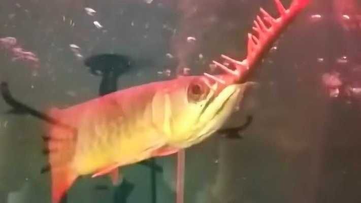 金龍魚兇不兇怎么看（如何判斷金龍魚是否兇猛）