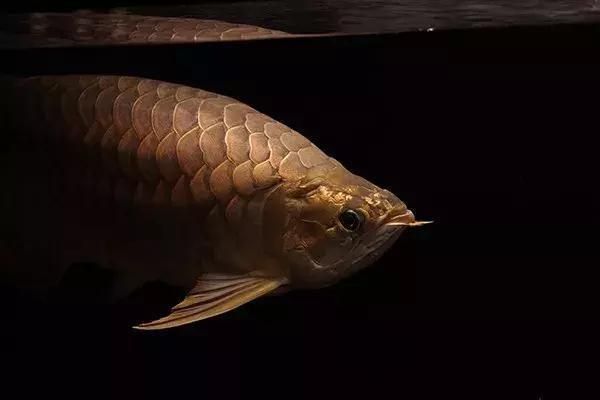 龍魚(yú)沒(méi)有嘴（“龍魚(yú)沒(méi)有嘴”是真的嗎？）