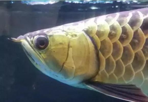 龍魚(yú)沒(méi)有嘴（“龍魚(yú)沒(méi)有嘴”是真的嗎？）