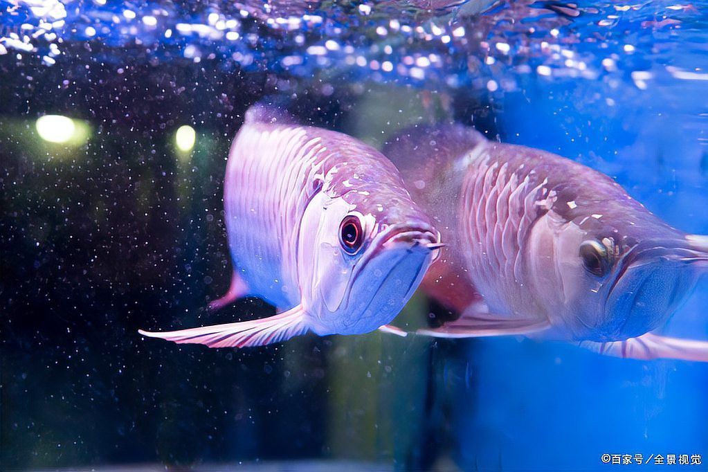 如何預防龍魚再次弓背？ 如何預防龍魚再次弓背？ 龍魚百科 第6張
