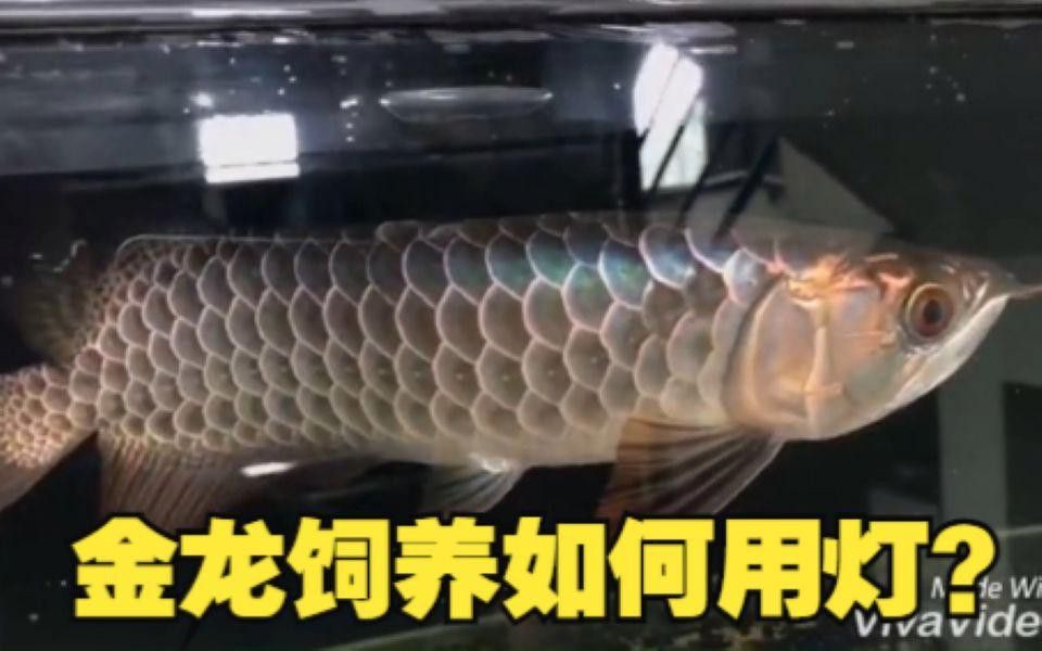 如何飼養金頭過背金龍魚？ 如何飼養金頭過背金龍魚？ 龍魚百科 第6張