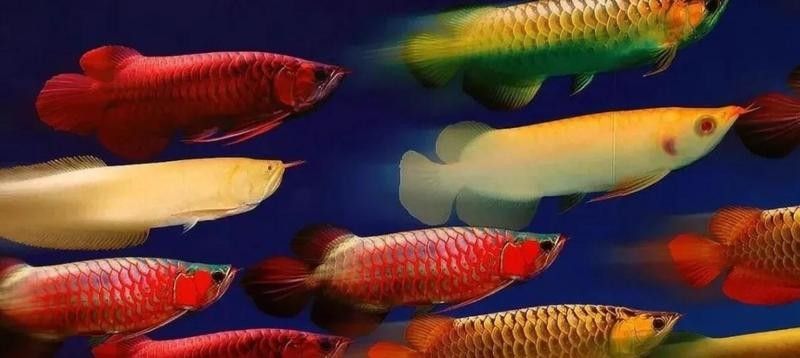 龍魚飼料魚混養怎么樣才能養活
