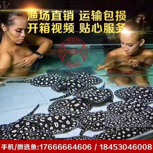 白化紅龍魚 白化紅龍魚 龍魚百科 第1張