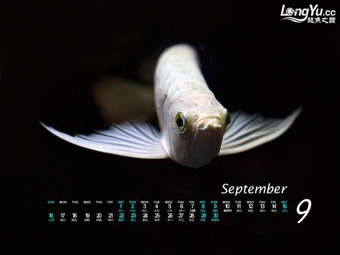 白化紅龍魚 白化紅龍魚 龍魚百科 第2張