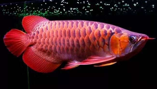 白化紅龍魚 白化紅龍魚 龍魚百科 第10張