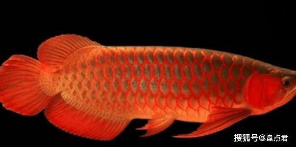 白化紅龍魚 白化紅龍魚 龍魚百科 第11張