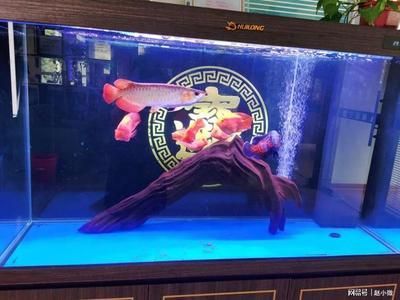 辦公室養紅龍魚的寓意是什么：辦公室養紅龍魚的寓意