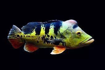 藍帆眼斑三間魚價格 龍魚百科 第3張 藍帆眼斑三間魚價格 藍帆眼斑三間魚價格 龍魚百科 第3張