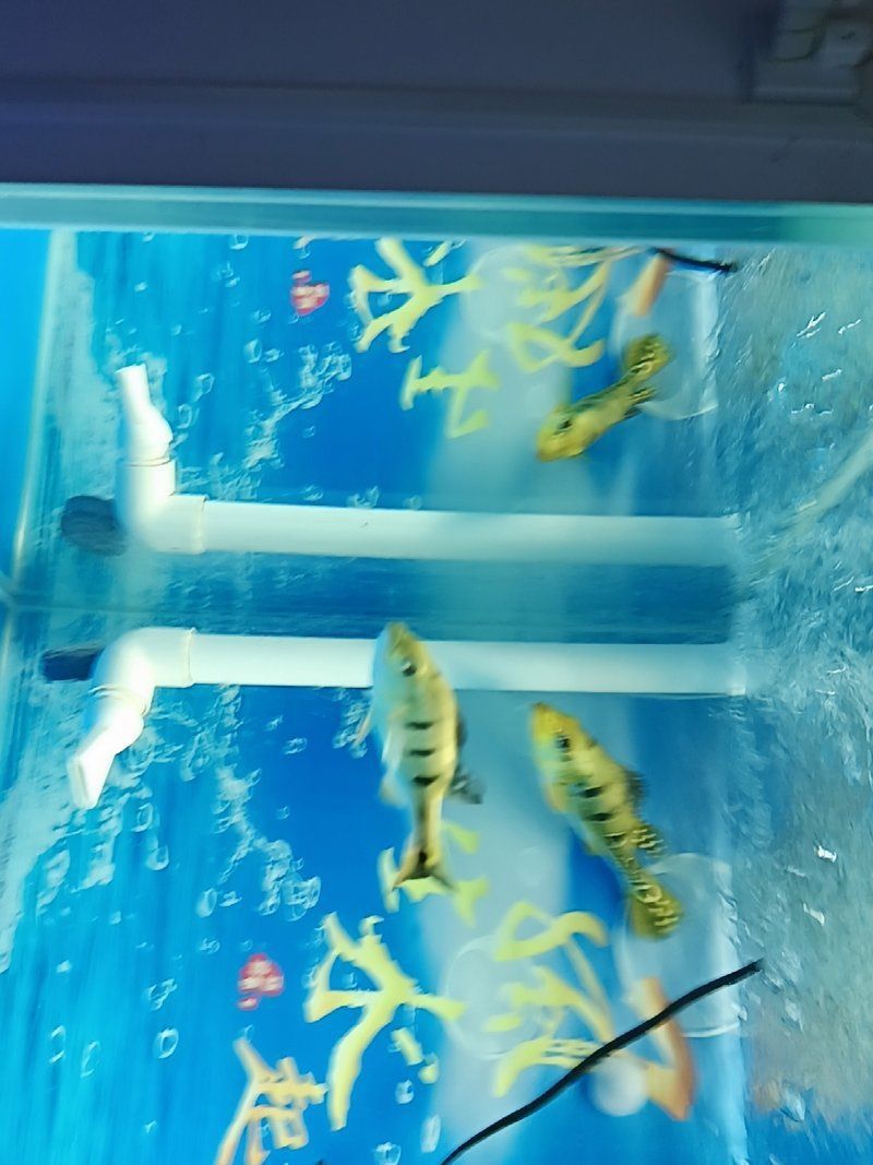 藍帆眼斑三間魚價格 龍魚百科 第8張 藍帆眼斑三間魚價格 藍帆眼斑三間魚價格 龍魚百科 第8張