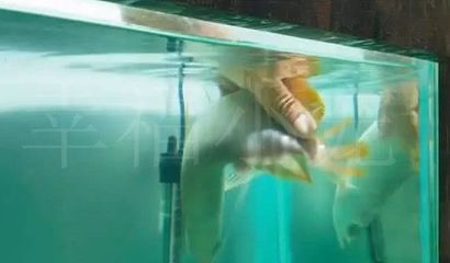龍魚游泳不穩(wěn)怎么回事（龍魚游泳不穩(wěn)可能由多種因素引起龍魚游泳不穩(wěn)怎么回事）