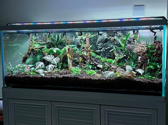 大型龍魚缸效果圖片大全欣賞 大型龍魚缸效果圖片大全欣賞 龍魚百科 第15張