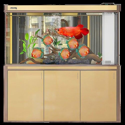 大型龍魚缸效果圖片大全欣賞 大型龍魚缸效果圖片大全欣賞 龍魚百科 第13張