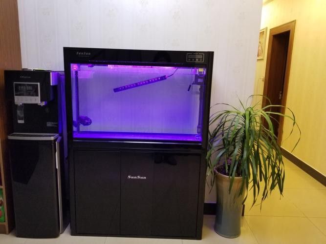 大型龍魚缸效果圖片大全欣賞 大型龍魚缸效果圖片大全欣賞 龍魚百科 第19張