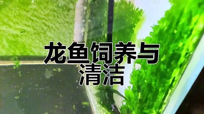龍魚過缸怎樣處理干凈