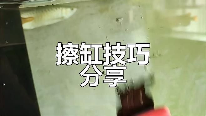 龍魚過缸怎樣處理干凈
