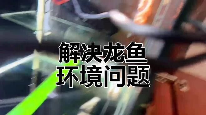 龍魚過缸怎樣處理干凈