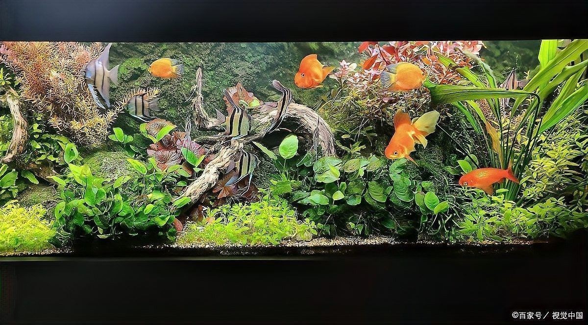 龍魚過缸怎樣處理干凈